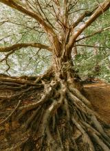 Tree with visible roots